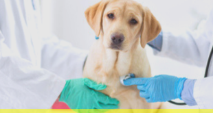 Puppy Insurance: A Comprehensive Guide for Pet Owners