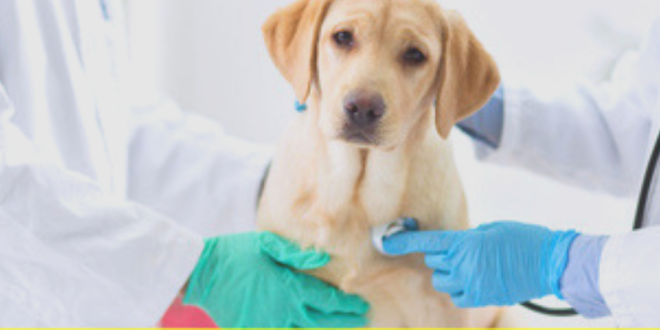 Puppy Insurance: A Comprehensive Guide for Pet Owners