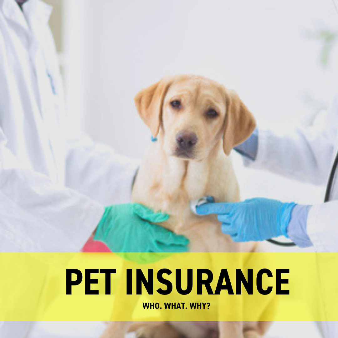 Puppy Insurance: A Comprehensive Guide for Pet Owners</