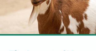 Qurbani Donation: A Guide to Sharing the Blessings