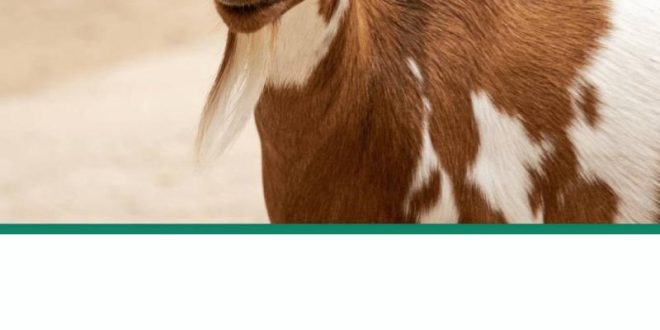 Qurbani Donation: A Guide to Sharing the Blessings