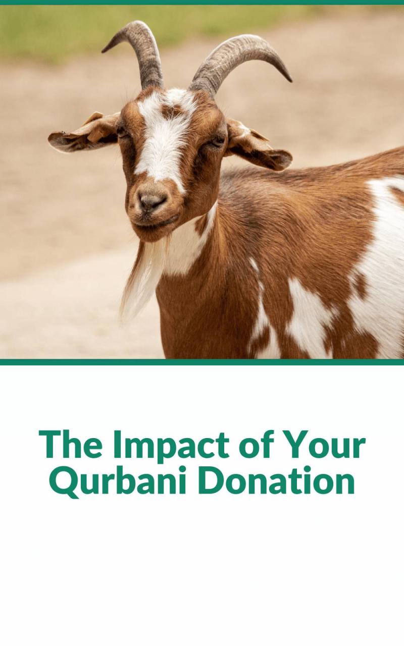 Qurbani Donation: A Guide to Sharing the Blessings</
