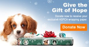ASPCA Donations: Making a Difference in Animal Welfare