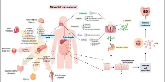 Oral health function associated with lifestyle disease indicators in elderly individuals.